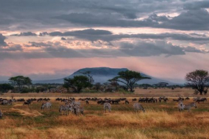 Суб-екранний клімат Суб-екранний клімат